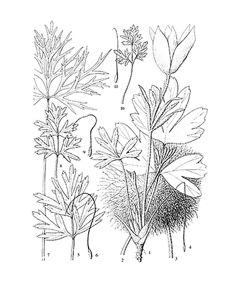 Natural compounds from  Pulsatilla chinensis